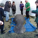 Manatees2010 (16)